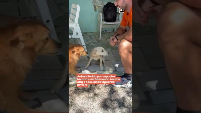 Animal ferido por supostas facadas em Blumenau recebe alta e caso ainda aguarda perícia