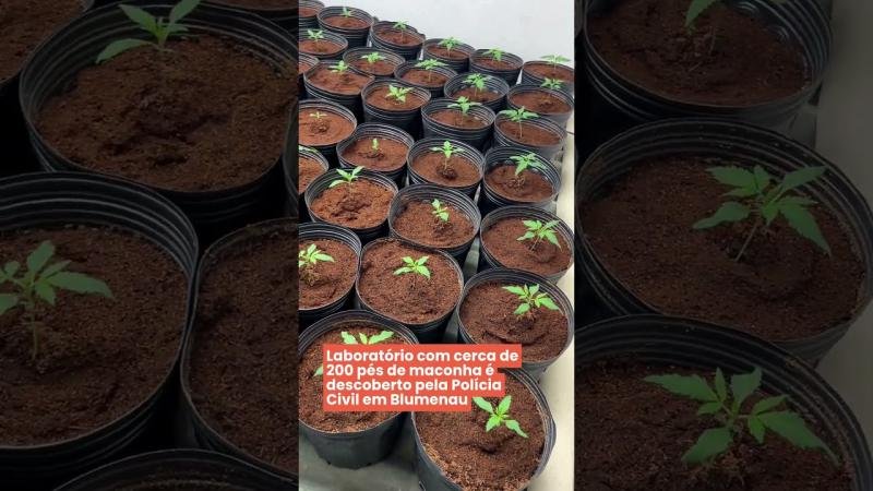 Laboratório com cerca de 200 pés de maconha é descoberto pela Polícia Civil em Blumenau