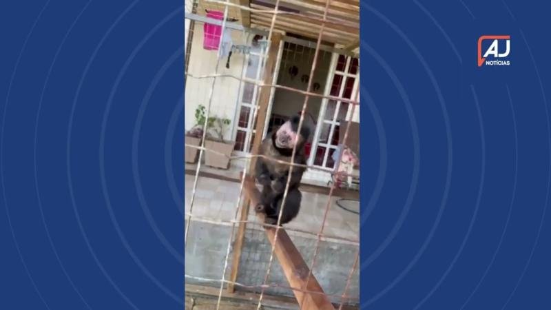 Homem é preso em Blumenau por manter macaco-prego em cativeiro e apresentar nota fiscal falsa