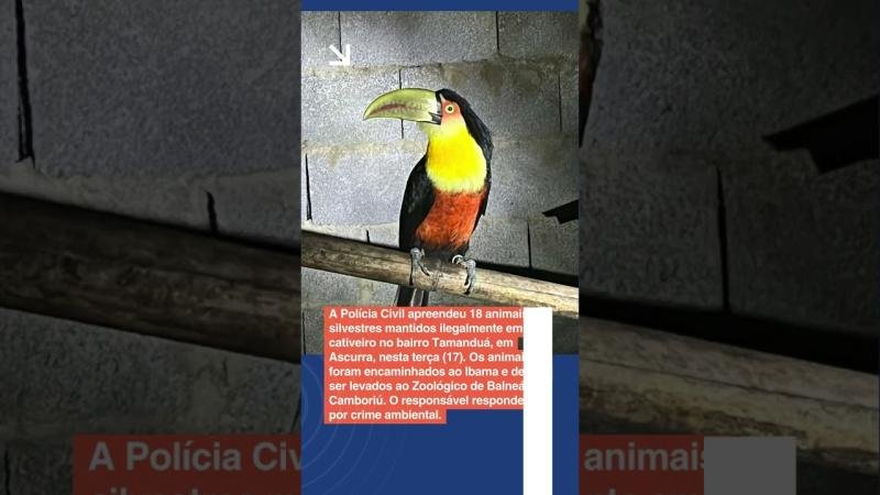 AJ MAIS | Turismo em alta, operação nas estradas e apreensão de animais