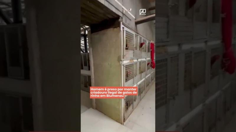 Homem é preso por manter criadouro ilegal de galos de rinha em Blumenau