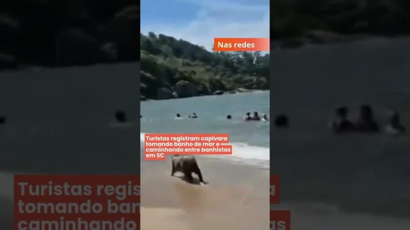 Turistas registram capivara tomando banho de mar e caminhando entre banhistas em SC