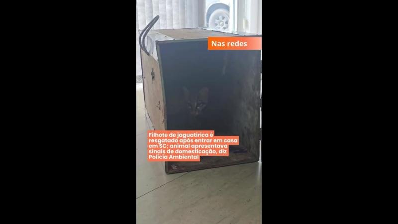 Filhote de jaguatirica é resgatado após entrar em casa em SC; animal apresentava sinais de domesticação, diz Polícia Ambiental